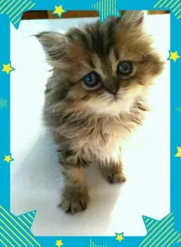 みっち 様のお迎えした子猫