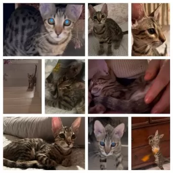 JJ 様のお迎えした子猫