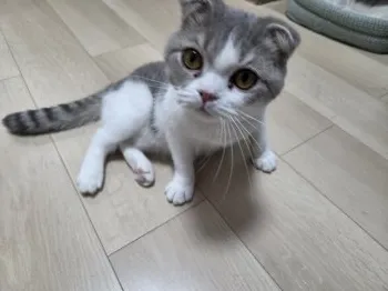 S.H 様のお迎えした子猫