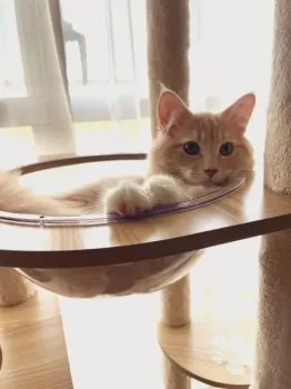 しおん 様のお迎えした子猫