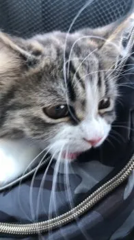 コージ 様のお迎えした子猫