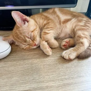 M.K 様のお迎えした子猫