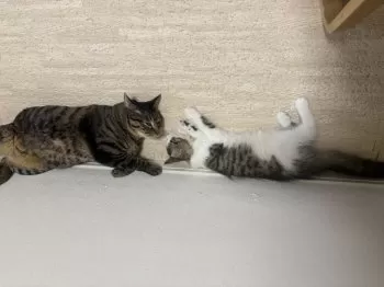 M.S 様のお迎えした子猫