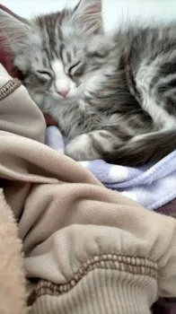 りい 様のお迎えした子猫