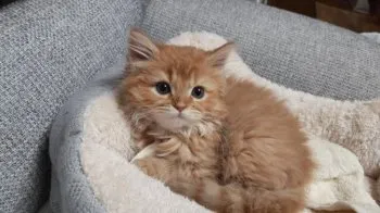 ねこほん 様のお迎えした子猫