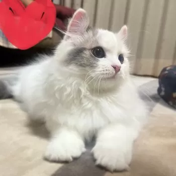 ruu 様のお迎えした子猫