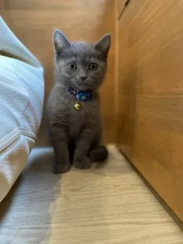 shocat 様のお迎えした子猫