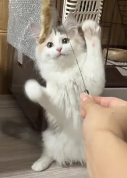 Y.T 様のお迎えした子猫