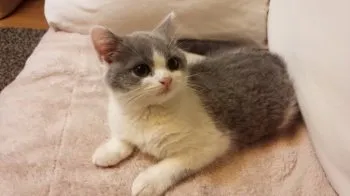 ナツ 様のお迎えした子猫