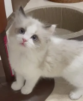 うたぽん 様のお迎えした子猫