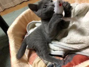 アルル 様のお迎えした子猫