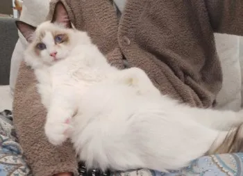 ランママ 様のお迎えした子猫