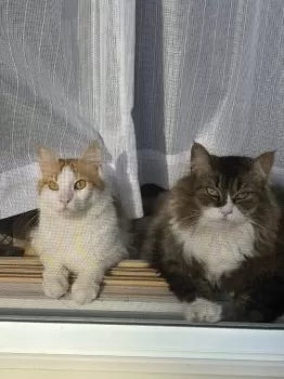 Y.Ｉ 様のお迎えした子猫