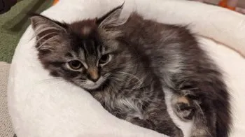 R.S 様のお迎えした子猫