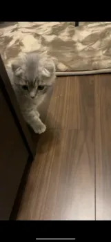 さとし 様のお迎えした子猫