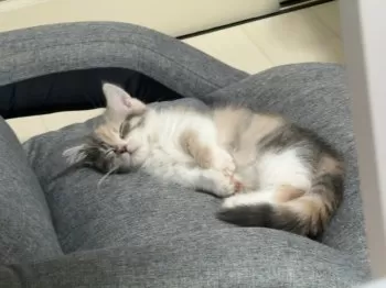 E.H 様のお迎えした子猫