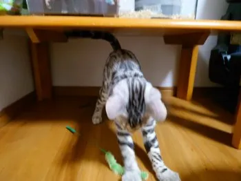 シルバ 様のお迎えした子猫