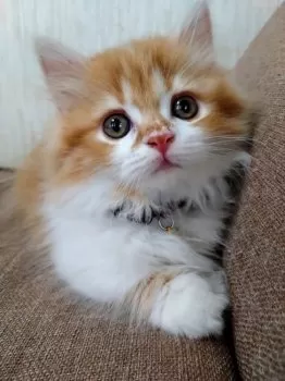 にゃまる 様のお迎えした子猫