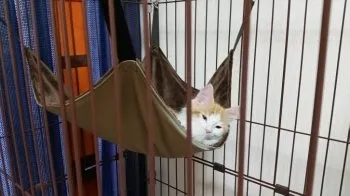ユタカ 様のお迎えした子猫