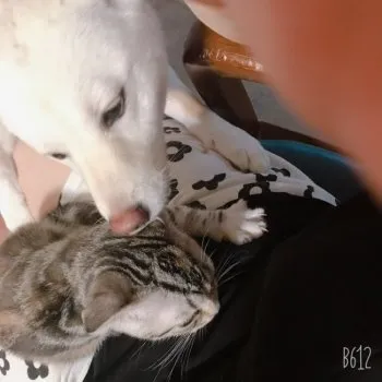 あずちゃん 様のお迎えした子猫