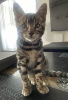 S.T 様のお迎えした子猫