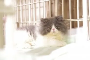 tai 様のお迎えした子猫