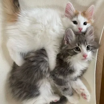 chiaki 様のお迎えした子猫