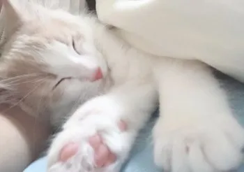 たつ 様のお迎えした子猫