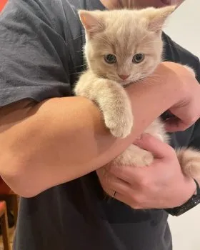 Ｉ.O 様のお迎えした子猫