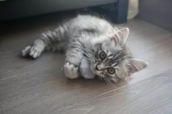 S・H 様のお迎えした子猫