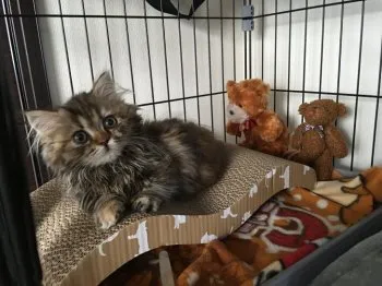 M.K 様のお迎えした子猫
