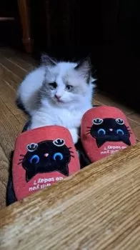 N.K 様のお迎えした子猫