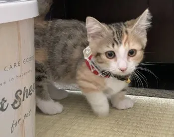 ぴろ 様のお迎えした子猫