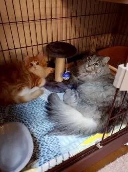 ゆっこべぇ 様のお迎えした子猫