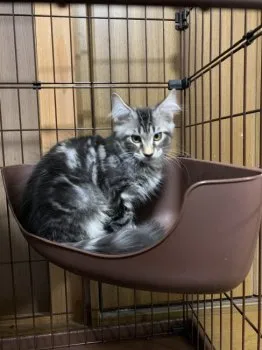 ルリリ 様のお迎えした子猫