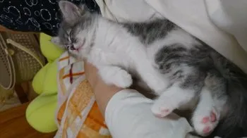 まめ 様のお迎えした子猫