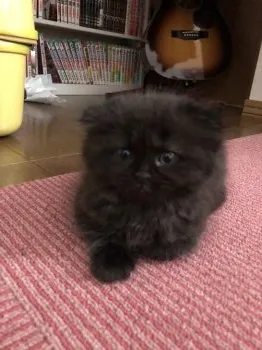 お姉さん 様のお迎えした子猫