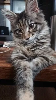タカハシ 様のお迎えした子猫