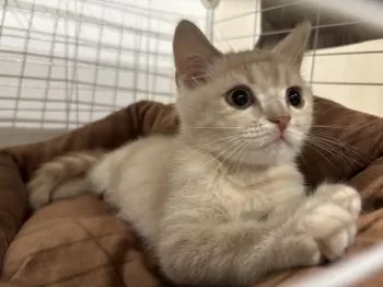 M.Ｉ 様のお迎えした子猫