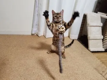 う～たん 様のお迎えした子猫