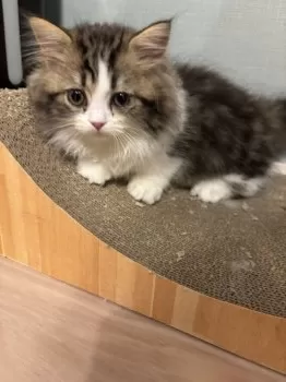 みかちん 様のお迎えした子猫
