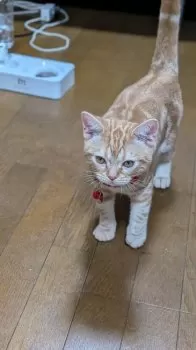 Y.T 様のお迎えした子猫