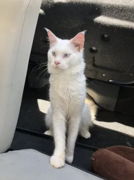 ソルト 様のお迎えした子猫