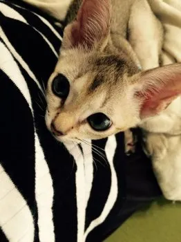 まゆ 様のお迎えした子猫
