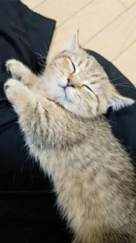 MS 様のお迎えした子猫