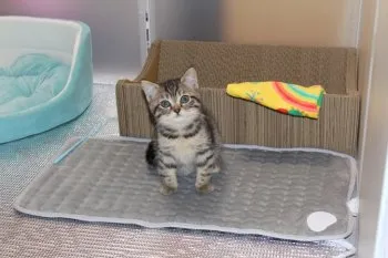 ミッキーマニア 様のお迎えした子猫