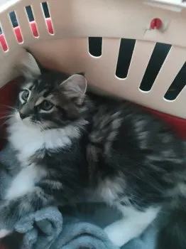 H.M 様のお迎えした子猫