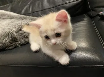 yam 様のお迎えした子猫