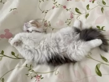 Chi -i 様のお迎えした子猫
