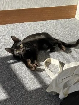うちだ 様のお迎えした子猫